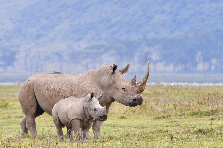 Safari de 4 jours dans le Masai Mara et le lac Nakuru au départ de Nairobi