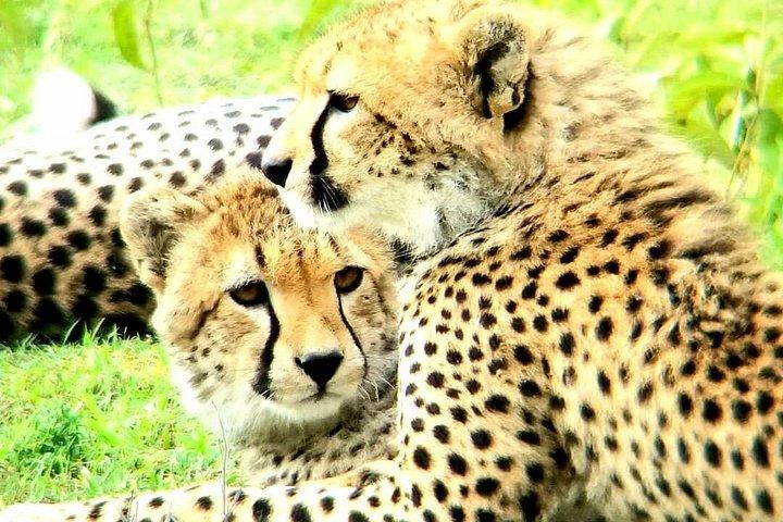 7泊8日ベストケニア・タンザニア民泊サファリ
