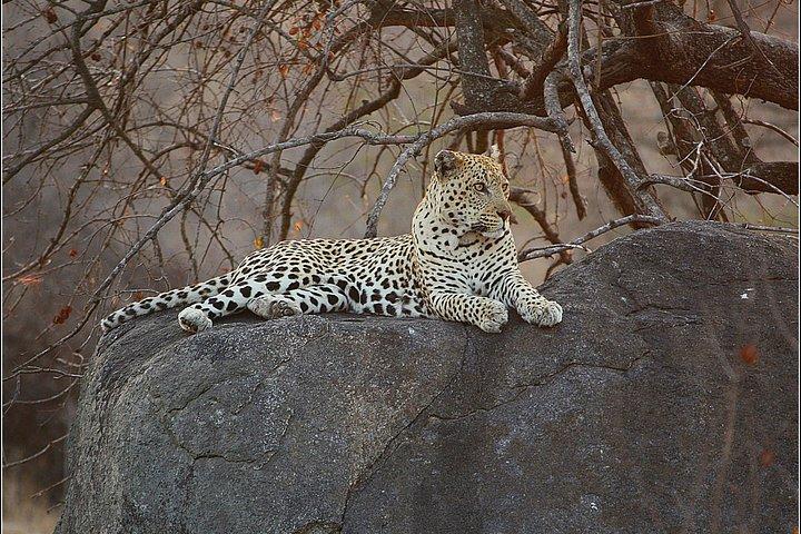 Cape Town Safari Fly in Day Trip to Big 5 Pilanesberg Reserve