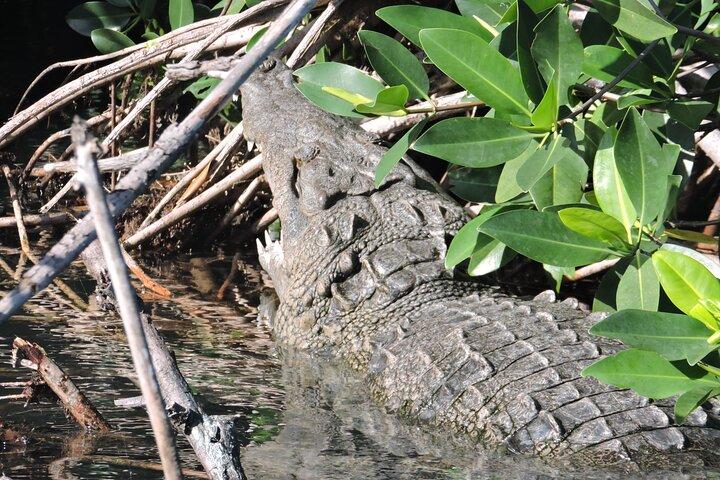 ニチュプテラグーン野生動物ツアー