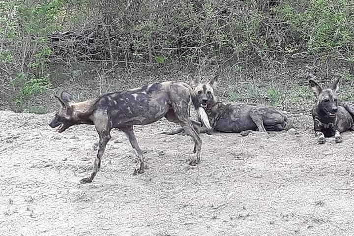 3 Days Selous Game Reserve Driver from Dar es salaam