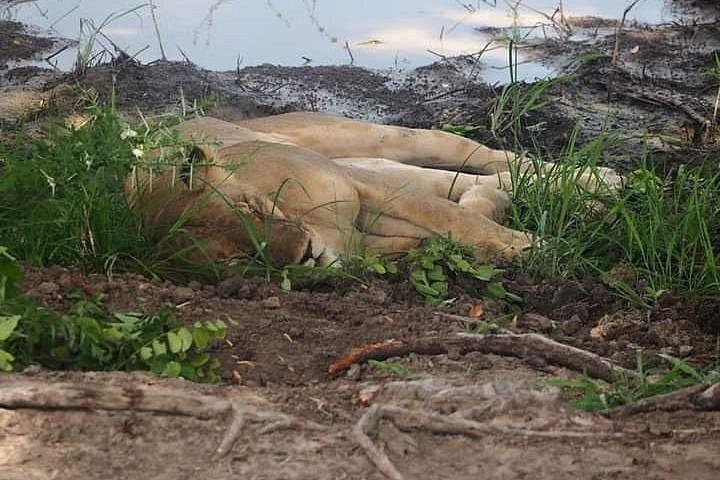 3 Days Selous Game Reserve Driver from Dar es salaam
