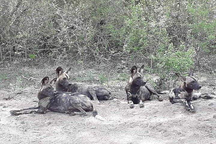 A Day Trip To Selous Fly From Zanzibar