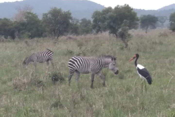 A Day Trip To Selous Fly From Zanzibar