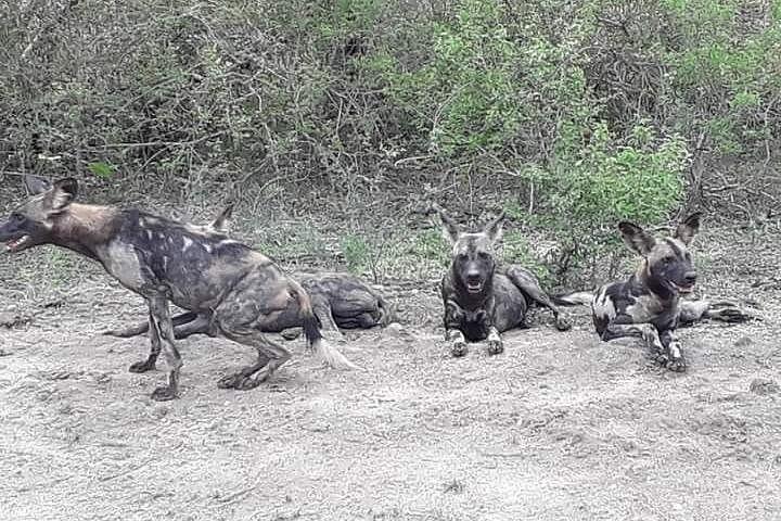 A Day Trip To Selous Fly From Zanzibar