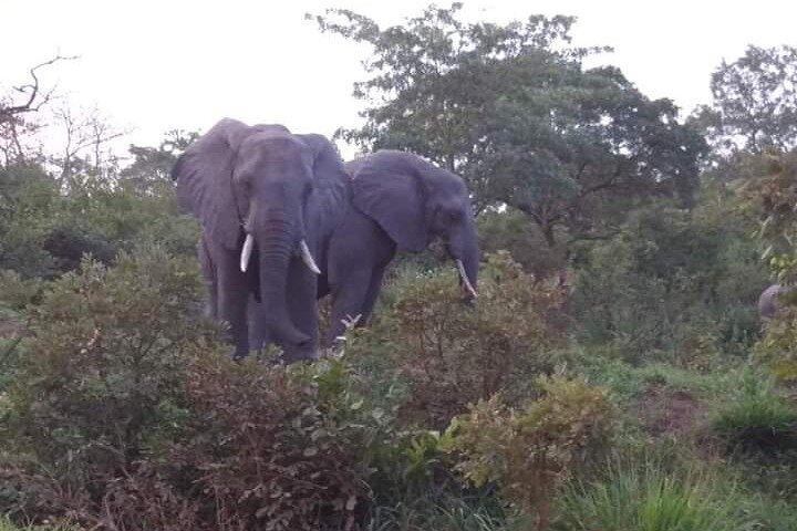 A Day Trip To Selous Fly From Zanzibar