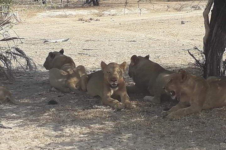 A Day Trip To Selous Fly From Zanzibar