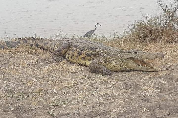 A Day Trip To Selous Fly From Zanzibar