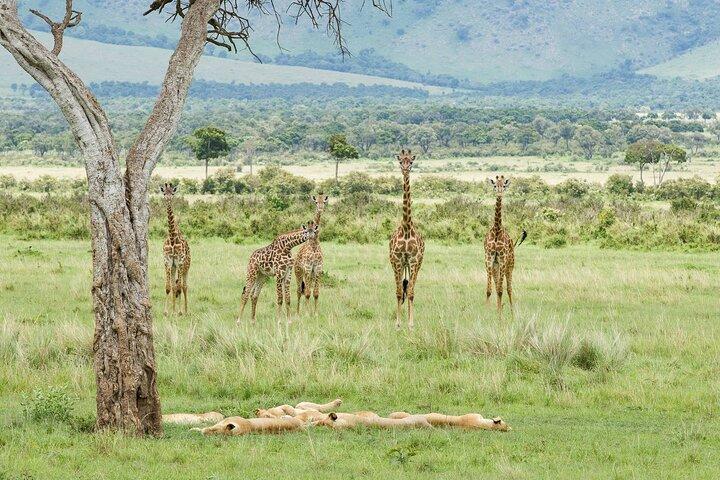 3-Day Masai Mara Budget Camping Safari from Nairobi