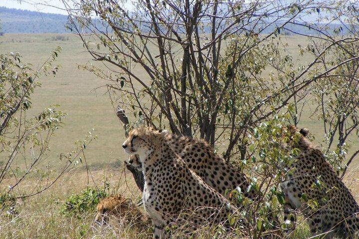 3-Day Masai Mara Budget Camping Safari from Nairobi