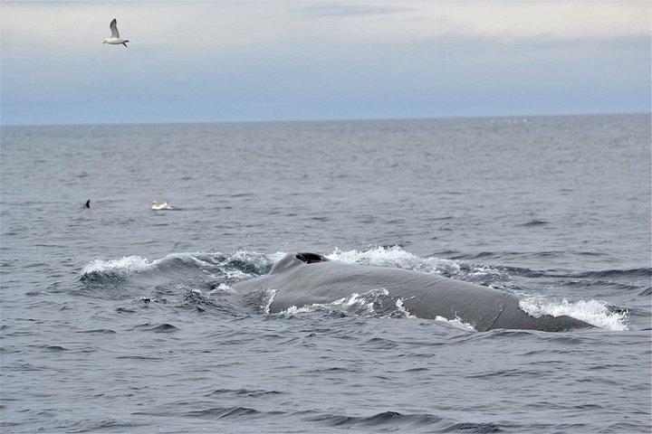 Aventuras en la manta de delfines Dingle