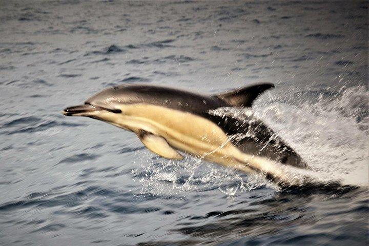 Aventuras en la manta de delfines Dingle