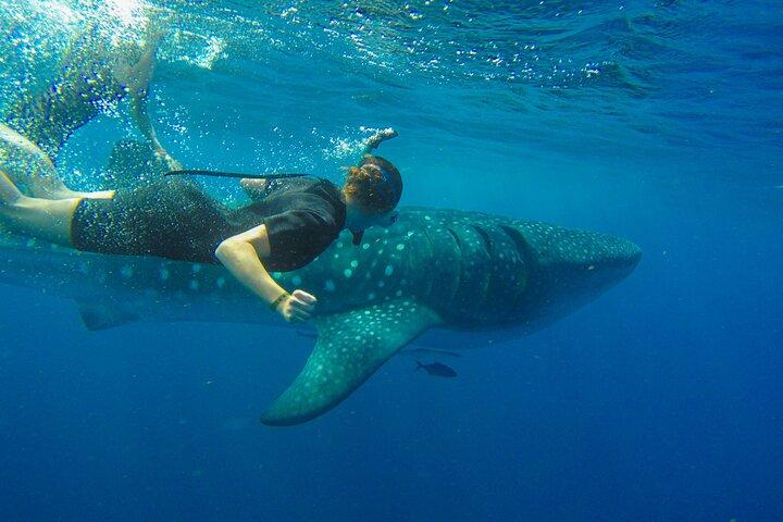 Whale Shark Watching and Snorkeling Experience from Cancun