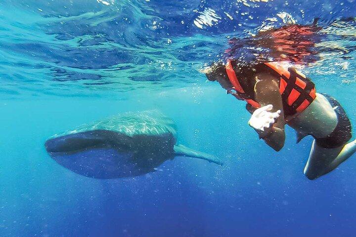 Whale Shark Watching and Snorkeling Experience from Cancun