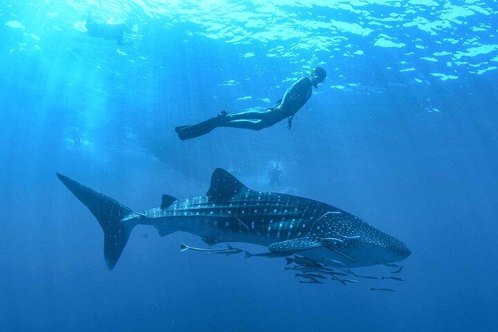Experiência de observação de tubarão-baleia e snorkeling de Cancun