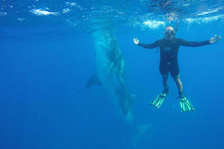 Whale Shark Watching and Snorkeling Experience from Cancun