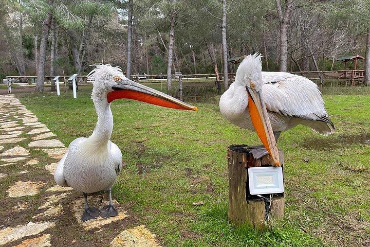 Apollonia & Karavasta Lagoon Full-Day Private Tour
