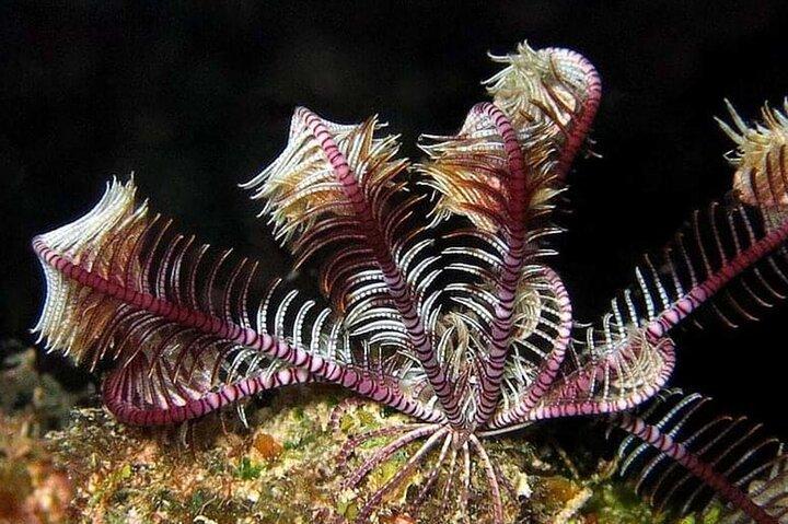 Diving Tour a Ras Mohammed in barca