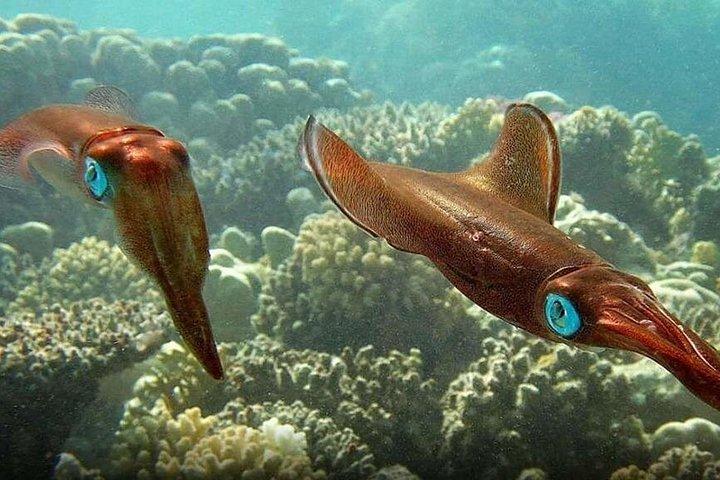 Diving Tour at Ras Mohammed by boat