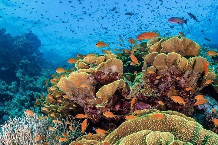 Diving Tour at Ras Mohammed by boat