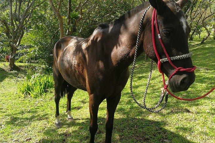 Passeio a cavalo