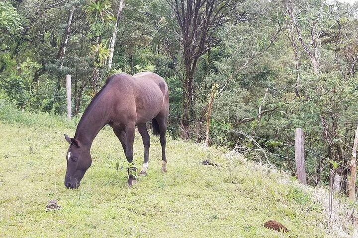 Passeio a cavalo