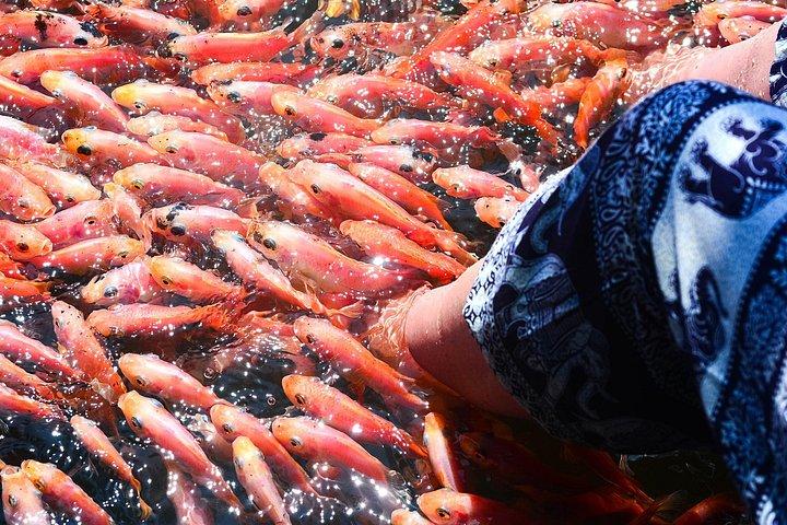 コロンボ港からゴールフォートへの遠足