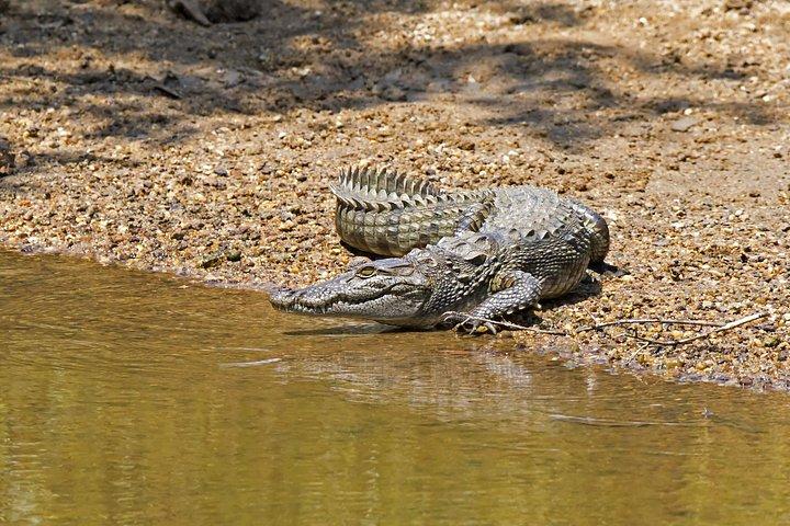 コロンボからMinneriya＆Wilpattu国立公園への2日ツアー