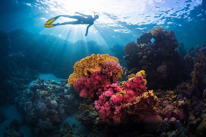 Aventure de plongée en apnée à Ras Mohammed & White Island – Sharm