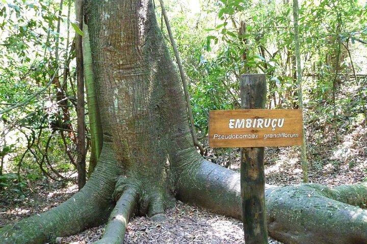 Ecological walk in sao paulo