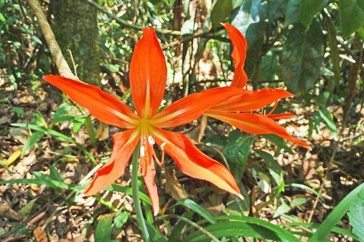 Ecological walk in sao paulo