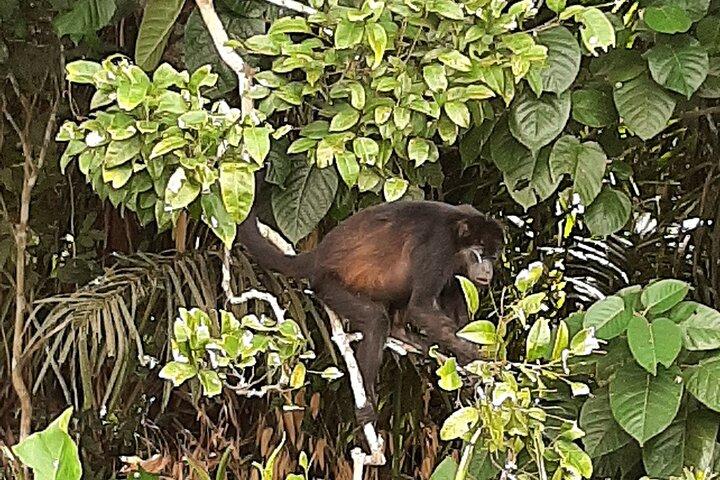 パナマ運河とガトゥン湖ボートツアー（入場付き）