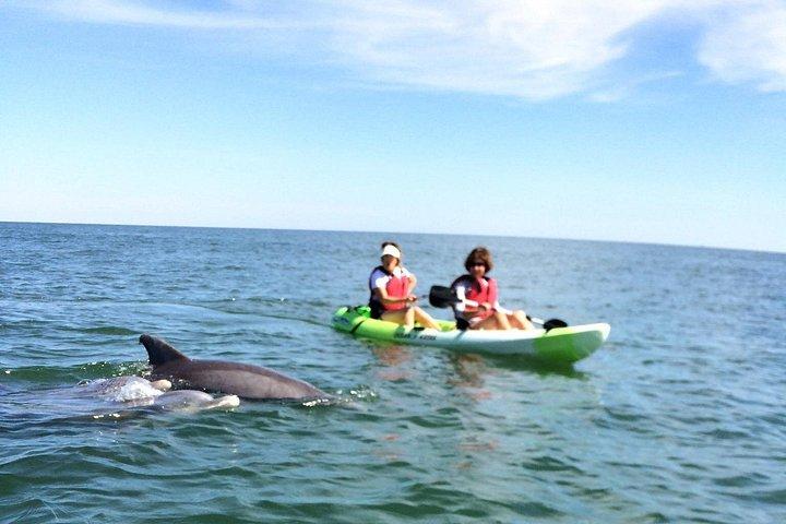 Small Group Dolphin Kayak Eco-Tour