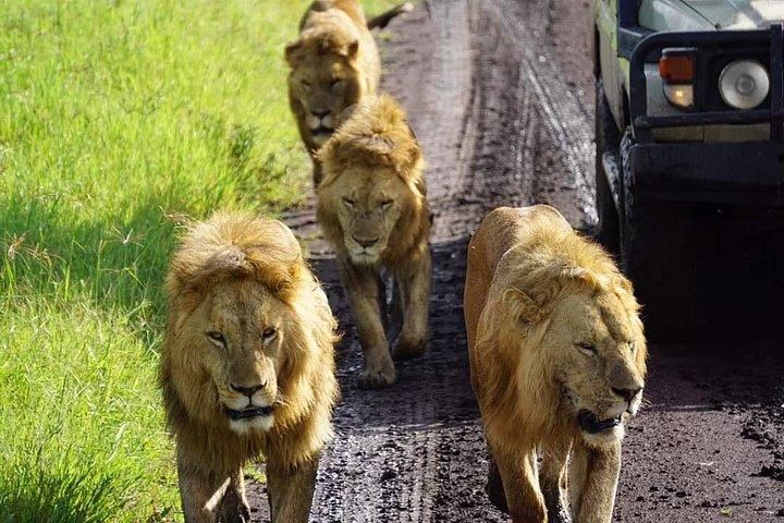 8-Day Private Guided Tanzania Safari with Pick Up