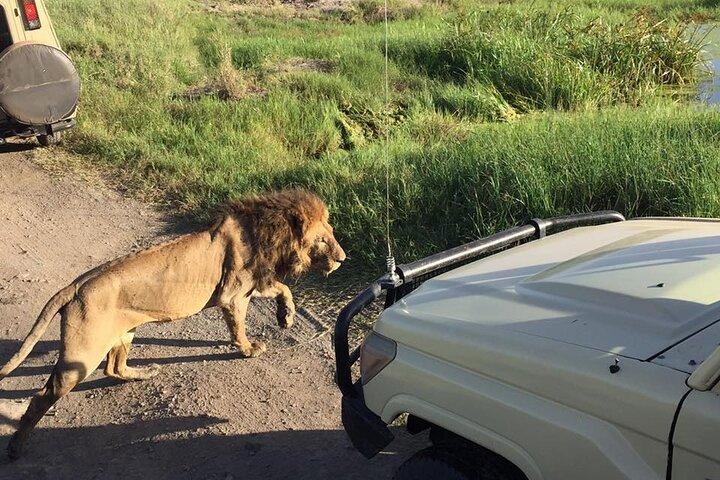 4-dages safari til Tarangire, Serengeti og Ngorongoro fra Arusha - Deltag i en gruppe
