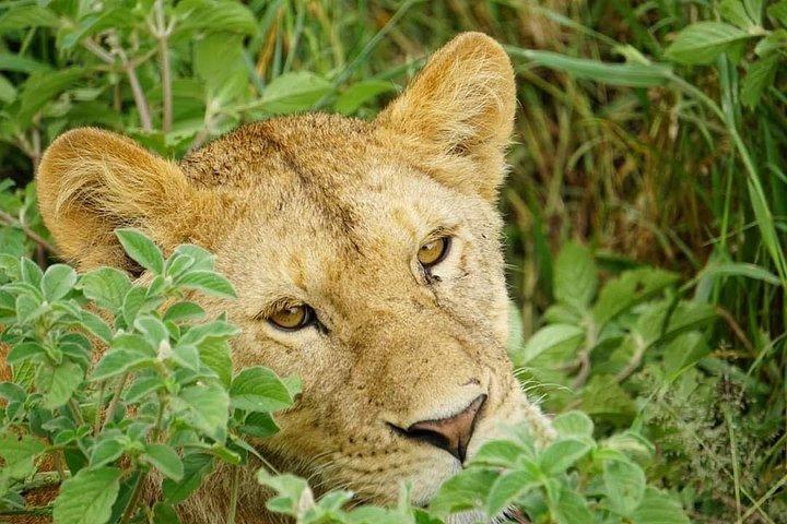 アルーシャからタランギレ、セレンゲティ、ンゴロンゴロへの 4 日間のサファリ - グループに参加する