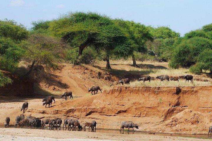 アルーシャからタランギレ、セレンゲティ、ンゴロンゴロへの 4 日間のサファリ - グループに参加する