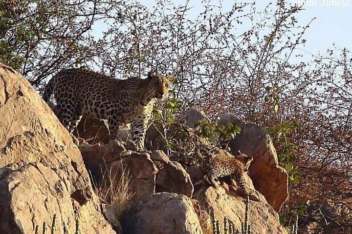 Jaipur till Jhalana Leopard reservation Privat dagstur All Inclusive