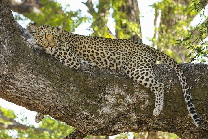 Jaipur till Jhalana Leopard reservation Privat dagstur All Inclusive