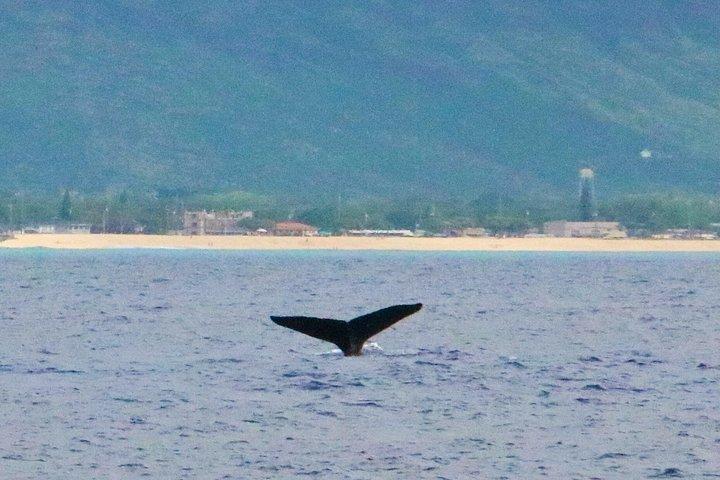 イルカと泳ぐ＆ウミガメシュノーケル