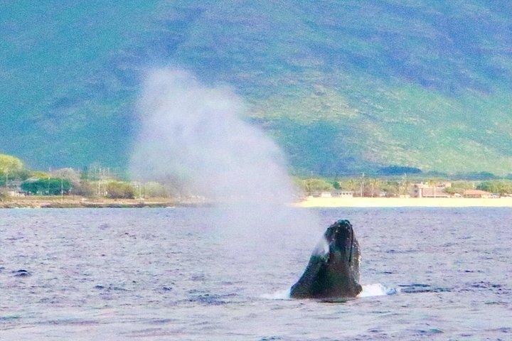 イルカと泳ぐ＆ウミガメシュノーケル