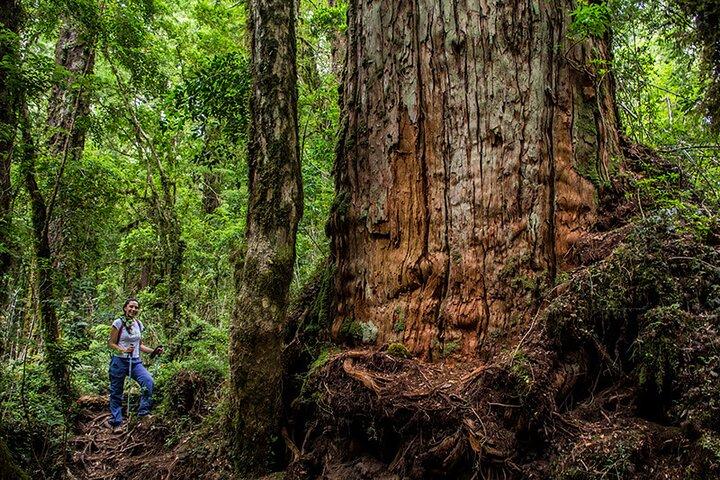 Excursão por Calbuco Island e Arrayán Ancient Forest a partir de Puerto Varas