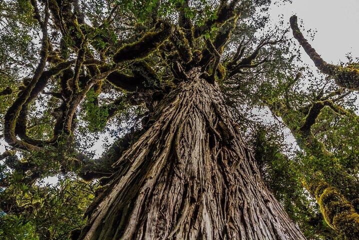 Calbuco Island & Ancient Arrayán Forest Tour von Puerto Varas