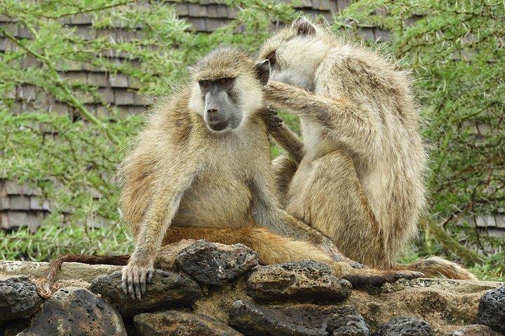 Amboseli-Tagestour ab Nairobi