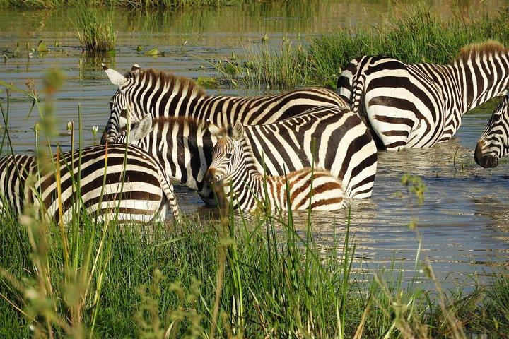 Amboseli-Tagestour ab Nairobi