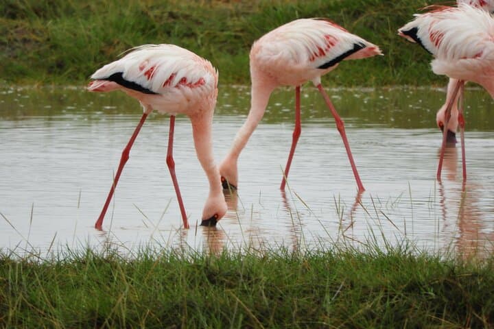 Private Adventure Amboseli national Park Day tour