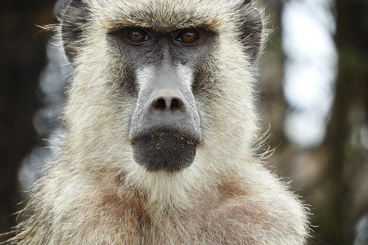 Amboseli-Tagestour ab Nairobi