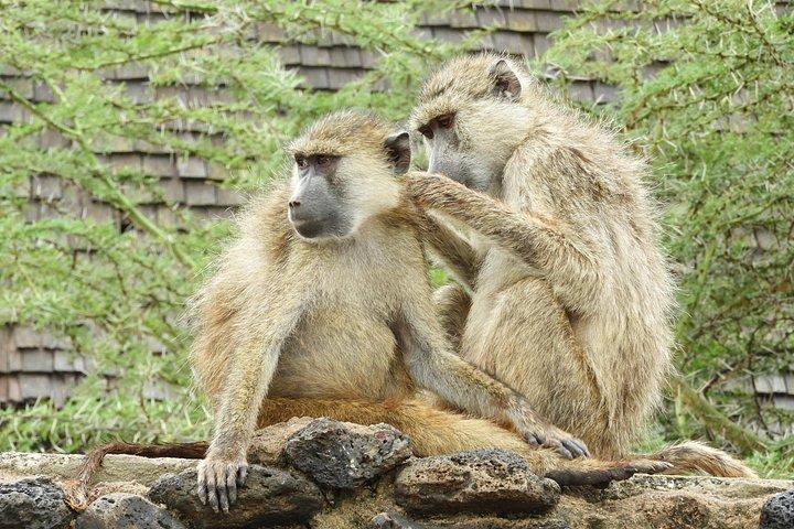 プライベート日帰りツアーツーリストバンでアンボセリ国立公園へ