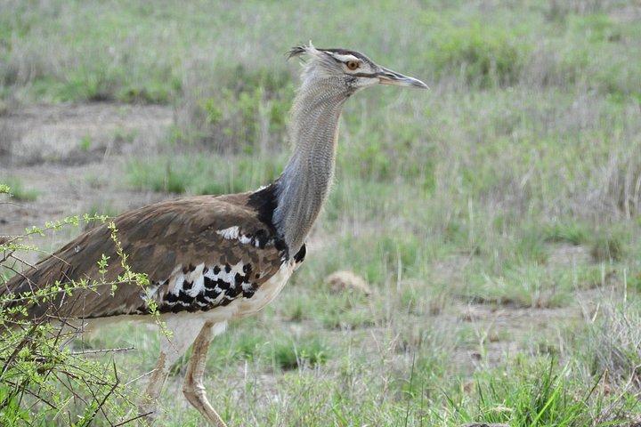 Aventura privada: Nairobi park, Centro de elefantes y jirafas