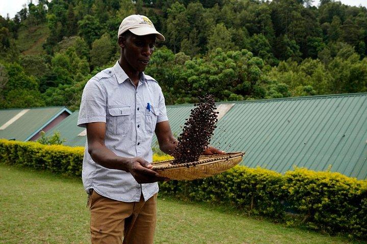 Visite privée du café Meru à Nkoaranga